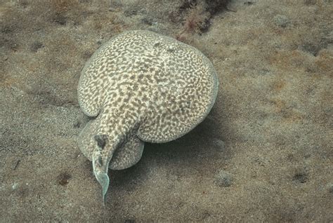 torpedo looking fish|Torpedo marmorata – Discover Fishes .